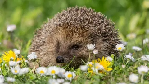 A hedgehog in a field full of yellow and white flowers.