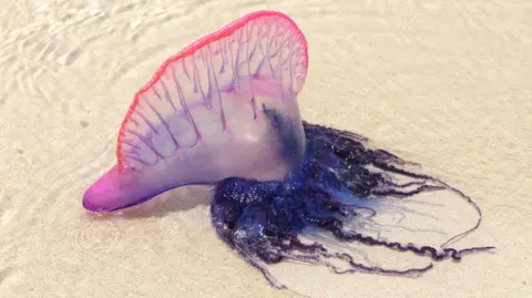 Portuguese man o' war spotted on County Clare beaches
