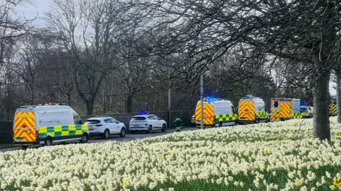 Several ambulances on a road, with a large area of daffodils in grass in the foreground.