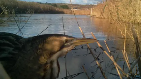 A bittern - a brown bird with a long beak, in front of a camera facing sideways. A lake in the background with reeds coming out of the water.