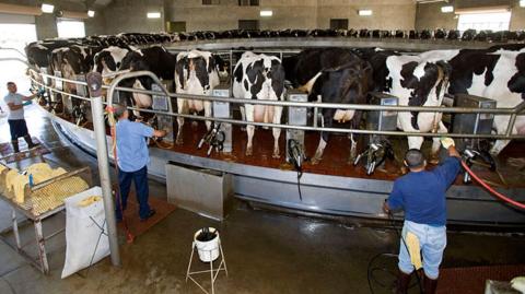 Three farm workers at a rotary milk parlour on a California dairy farm.