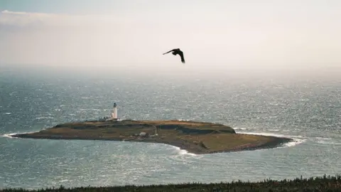 Murray Ferguson A white lighthouse stands on a small, rocky island surrounded by shimmering sea. A large seabird flies overhead, while the coastline is viewed from a grassy clifftop in the foreground.