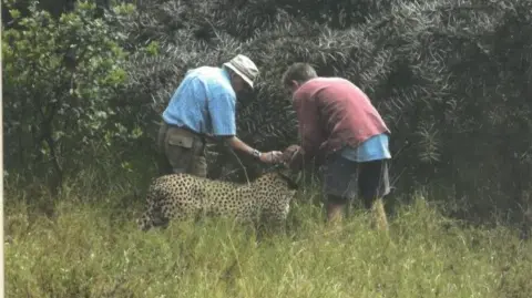 Hugh Cran Mr Cran with an assistant examining a cheetah in the wild