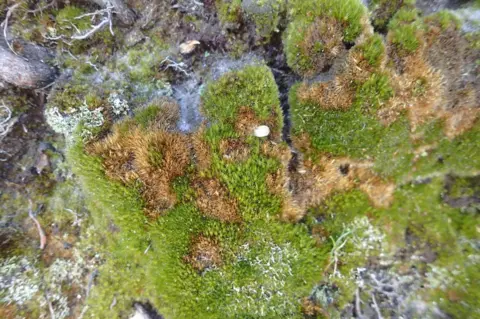 George Greiff A rock with patches of bright green moss and circles of dead moss, showing where the fungus has killed the plant