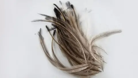 Malmesbury Animal Sanctuary An image of long, fluffy emu feathers in a bundle. They are pale brown and go darker as they reach the tip of the feather, where there is a small black tuft.