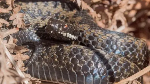 A black adder with red eyes sits curled up in some brown leaves. 
