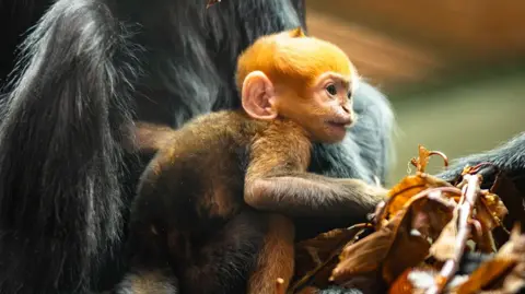An orange coloured baby monkey in the bosom of its mother which has black hair.