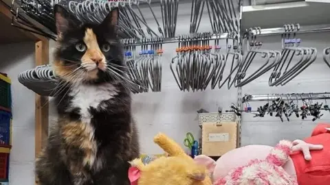 Sue Ryder Bean the cat is sitting in the backroom of the Sue Ryder charity shop in Taunton. She is a tortoise shell cat with black and ginger markings. Behind her is a rail with clothes hangers.