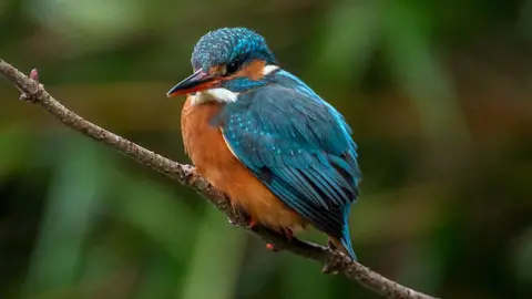 Anadolu / Getty Images An orange and blue kingfisher sat on a small brown branch
