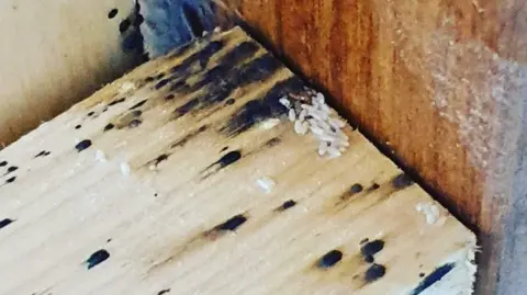 David Bed bug eggs on wood