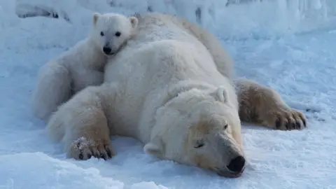 Jon Aars/Norwegian Polar Institute A sleeping or sedated female bar lies flat on the snow and ice while her cub snuggles up to her. 