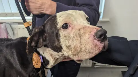 RSPCA American bulldog Nina, wearing a collar, looking tired and skinny.