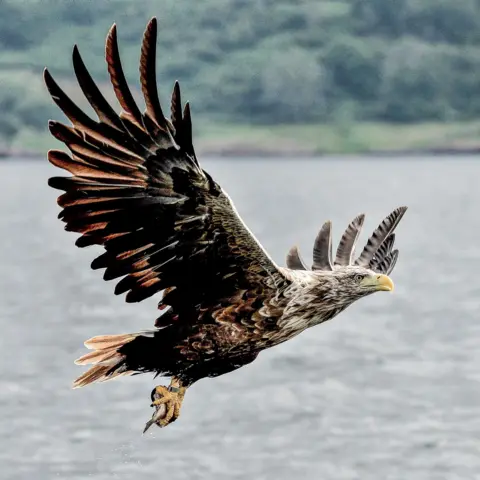 David Crawford An eagle in flight across a loch with the shoreline in the background