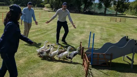 Steven Longton A man in a cream jumper and dark trousers, wearing glasses and a cap, holds his hands out to his sides as several ducks walks in front of him - and are being herded into a pen 