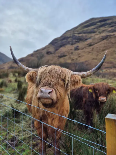 Melanie Barrett Two Highland cows, one in the foreground and one at the rear, behind a fence in a field