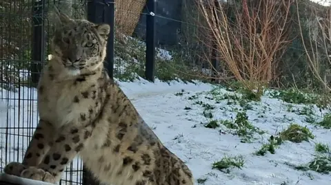 Welsh Mountain Zoo An animal stood on its hind legs, leaning on a low wall, behind a pain of glass. There is snow behind the animal.