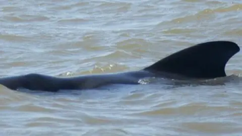 Pilot whale