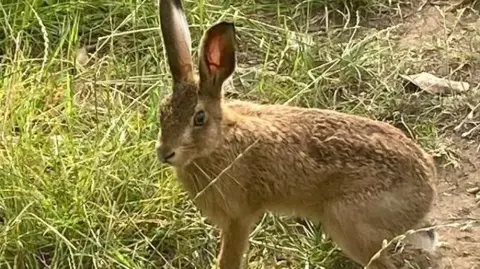 A brown hare looks towards the camera while stood on grass.