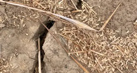 BBC/Ian Palmer Cracked earth in Romney Marsh, Kent. A clear crack can be seen in the soil, which is very, very dry.