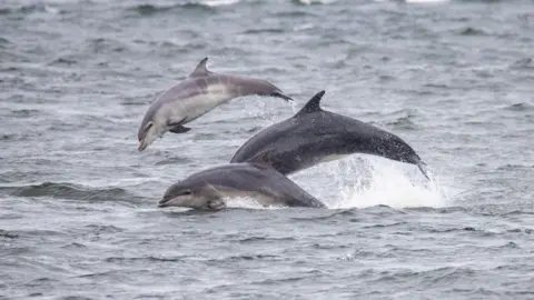 Steven Neish Three grey dolphins jump about beside each other in grey water.
