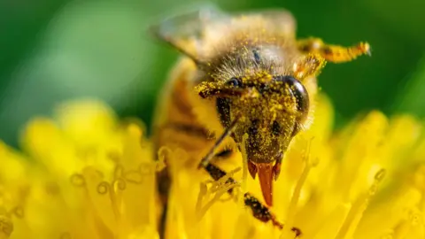 PA Media A close-up of a bee's head as it sits inside a flower. It is covered in yellow pollen. It has large black eyes and an orange proboscis.