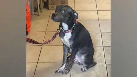 RSPCA Spud has dark grey and white fur and a read and white collar and lead. It has long overgrown claws and is sitting on a tiled floor. 