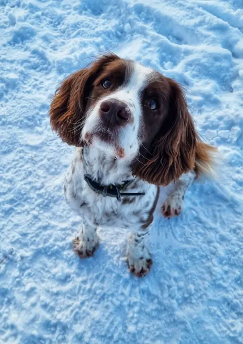 Fiona Robertson White springer spaniel with brown ears, looking into the camera standing in the snow.