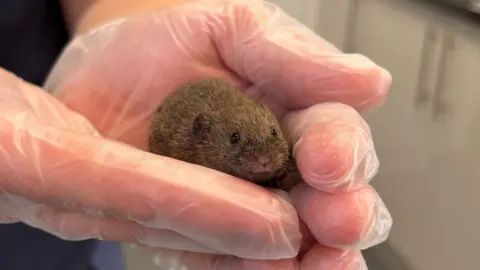 A close up image showing the baby mole held between the palms of a wildlife rescue worker, who is wearing clear latex gloves. 