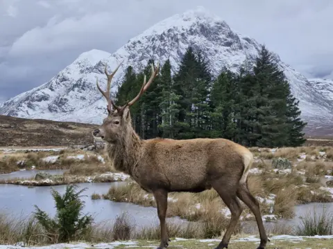 Gordon Pearson A large stag with brown fur and big antlers standing in front of a snow-covered mountain and green pine trees. There is snow on the grass in the foreground.