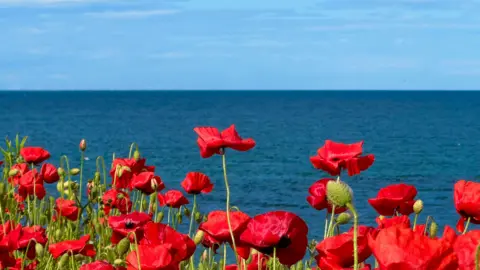 A detailed close up of a row of bright red poppies. In the horizon is a body of water and a clear, bright blue sky.