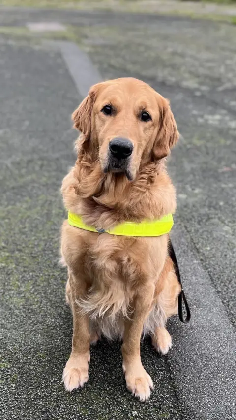 Golden retriever sitting down