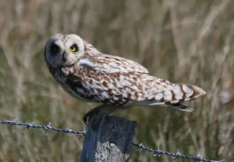 Garrick Collier Owl in South Uist