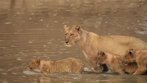 A lion cub enters into water under the watchful eye of an older lion