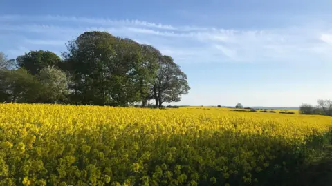 Lovely Lovage Yellows flowers blossom in a field with some green trees on the left. Jet trails can be seen in the blue sky overhead.