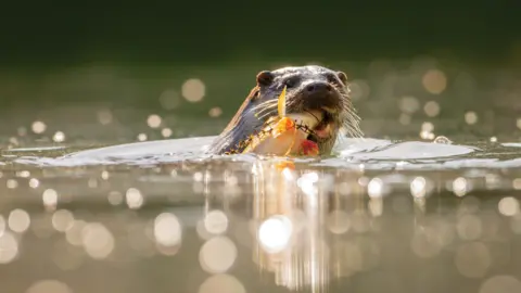A European otter is captured in the water with a fish in its mouth.  The sunlight on the water creates dazzling bursts of light. 