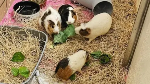 Four guinea pigs in a pen with straw on the floor. They are a combination of black, white and ginger. They are eating green spinach.