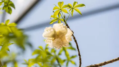A creamy white flower with large petals surround a central stamen. There a several palm shaped leaves above in on the branch.
The flower looks a little like a wild rose.
