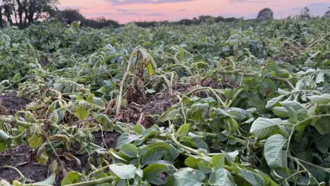 Chris Dustow A field showing wilting leaves of the potato plant 