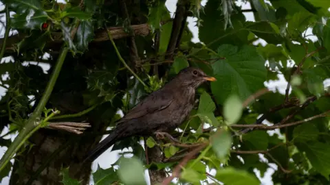 A female blackbird perches on branches and among greenery in a tree or hedge.