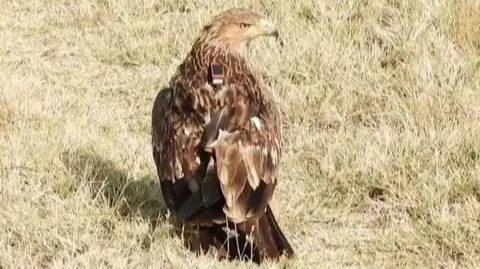 AFP Feliks the eastern imperial eagle rests on some grass after his release into the wild.