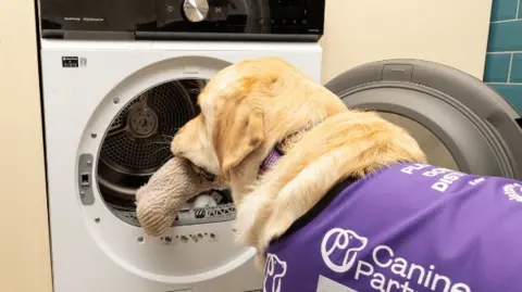 Canine Partners A golden Labrador putting an item of clothing into a washing machine. It is wearing a purple harness with "Canine Partners" written on it.