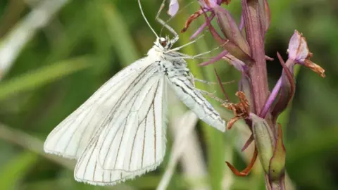 Mark Joy A black-veined moth - a white, butterfly-like insect feeding on a flower