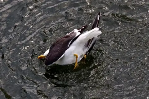 Ruth Rasbridge A seagull landing awkwardly on its side on the water's surface