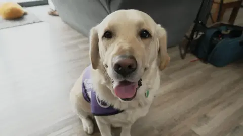 DJ McLaren/BBC A golden Labrador sitting down and facing the camera. There is a chair, a bag and a soft toy in the background. The floor is wooden.