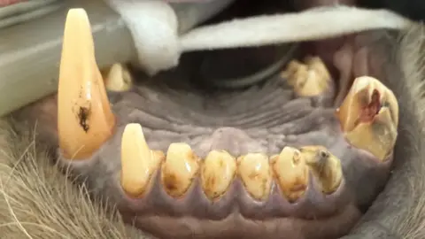 IAR A bear's teeth, close up. The teeth are yellow and brown, while one clearly has a black infection and another large tooth has been broken off and is appears to have a red centre.