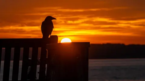 Degsy An orange sun begins to rise above the horizon capturing a crow sitting on the back of a wooden bench in silhouette. A field and trees can be seen in the background.