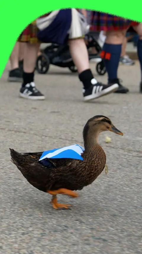 Duck wearing Saltire