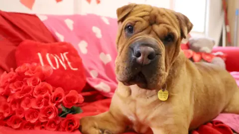 A caramel coloured dog with a collar round its neck. It is sat on a red sofa which has a pink blanket with love hearts on and a red love heart cushion with the word 'Love' on. 