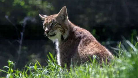 BBC A large cat with light brown fur sits with grass in the foreground