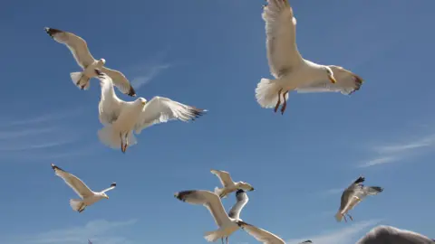 A picture of seven seagulls flying in the sky